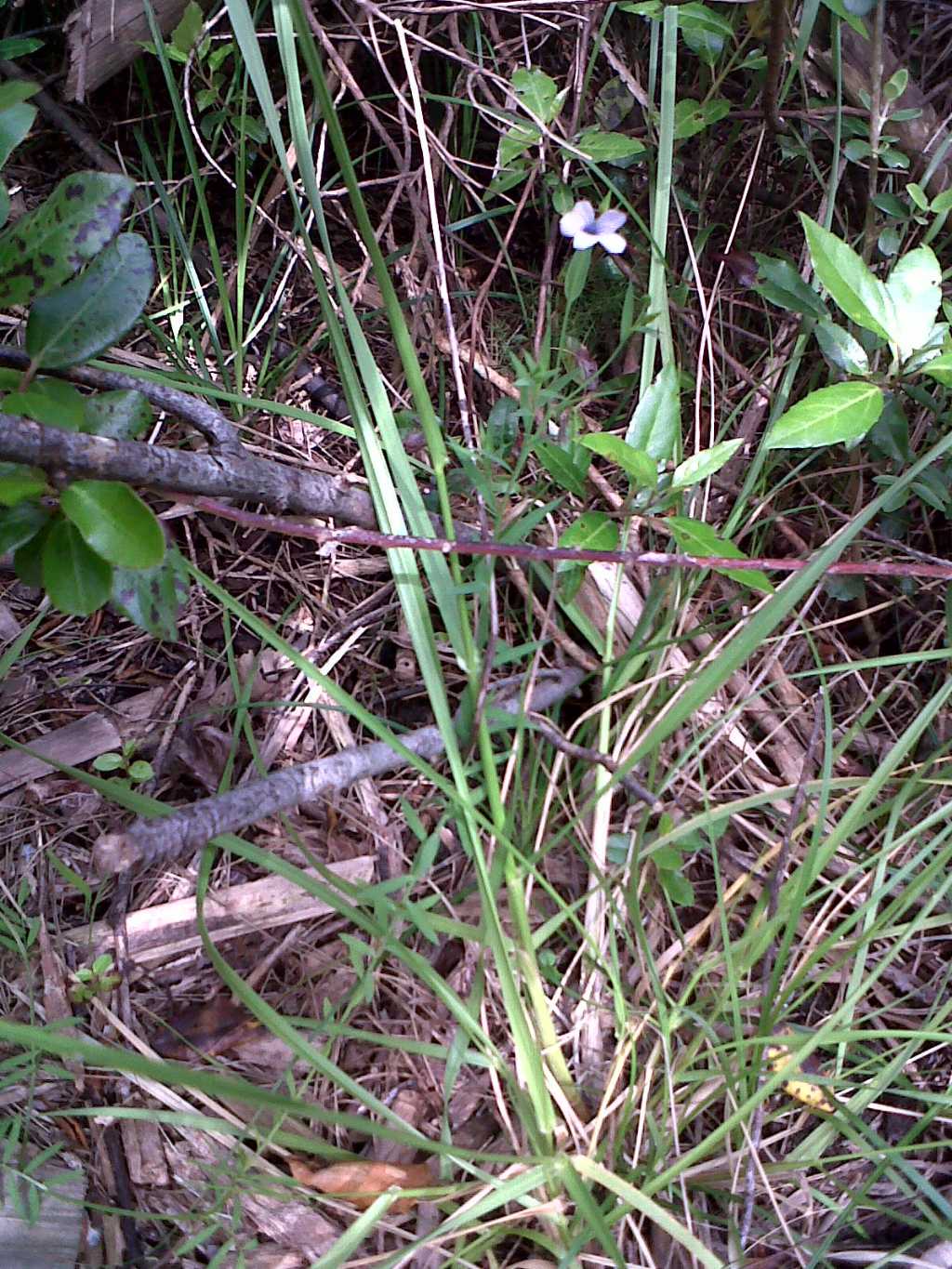 Linum bienne